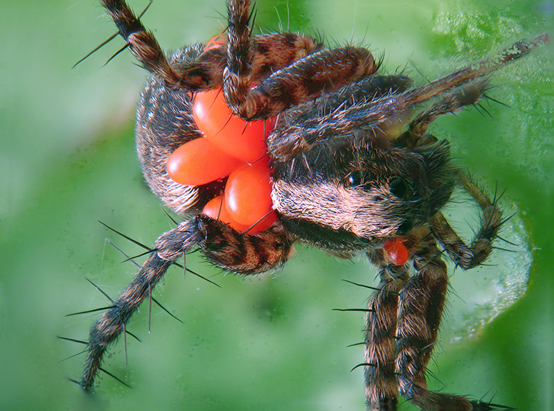 Piccoli Lycosidae:  Pardosa sp.  - Albizzate (VA)